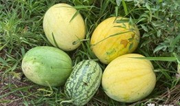 汝南二龙里吃瓜,瓜果飘香，品味夏日清凉时光