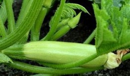 角瓜苦了可以吃吗,角瓜苦了还能食用吗？揭秘其食用安全与处理方法