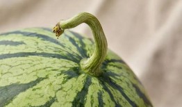 上海吃瓜的大胖,揭秘沪上美食界的“重量级”人物