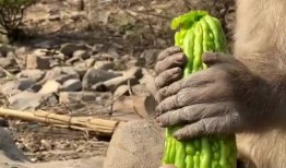 猴子吃山瓜,森林中的美味奇遇