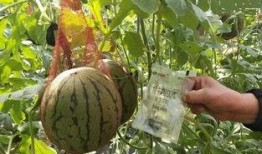 出伏 吃瓜群众,瓜果飘香，吃瓜群众乐享清凉夏日盛宴”