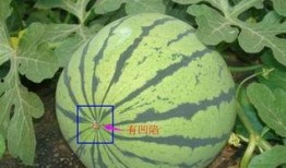 瓜不熟的瓜不摘可以吃吗,探寻成熟与收获的智慧