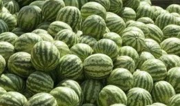 节毛瓜怎么吃,解锁美味新体验