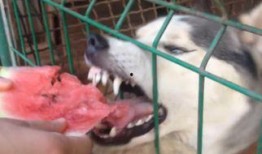 吃瓜蒙主血统,探寻瓜界传奇背后的家族传承