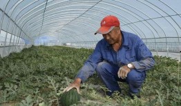 农村吃瓜的群众,见证乡村变迁的“瓜界”风云