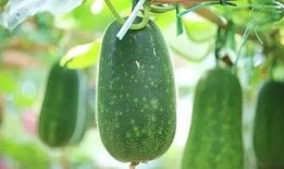 10种最佳吃瓜方法,十种趣味盎然的最佳吃瓜技巧大盘点