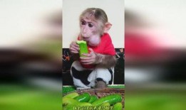 搞笑猴子吃瓜图片,搞笑瞬间引网友爆笑