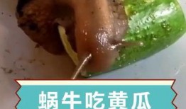 蜗牛 吃 瓜,蜗牛的瓜中美食之旅