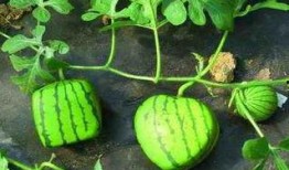 南京吃瓜的地方