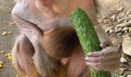 猴子吃山瓜,森林中的美味奇遇