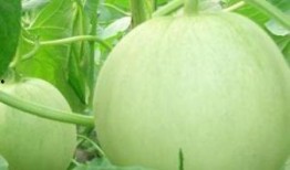 孕妇可以吃芦瓜,芦瓜助力母婴健康