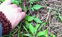 抱起来草吃瓜,探寻自然与生活的和谐共鸣