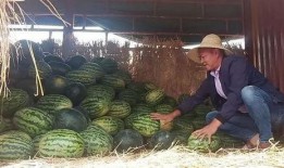 在瓜农里吃瓜的吃瓜群众,吃瓜群众共享欢乐时光