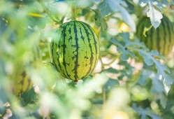 南京吃瓜的地方