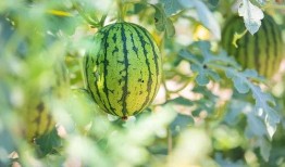 南京吃瓜的地方