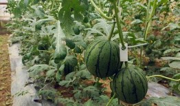 前排吃瓜小能手,揭秘娱乐圈幕后风云