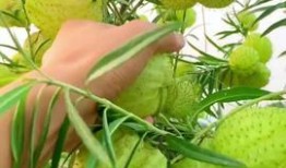 吃瓜36,一场全民参与的娱乐盛宴