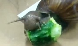 蜗牛 吃 瓜,蜗牛的瓜中美食之旅