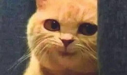 山猫学姐吃瓜视频,娱乐圈幕后真相大曝光