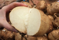 吃土瓜的时间,一场穿越时空的味蕾之旅